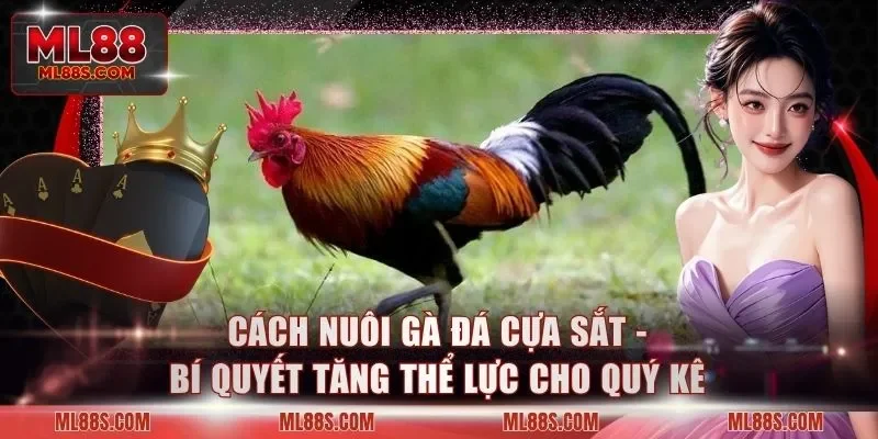 Cách Nuôi Gà Đá Cựa Sắt - Bí Quyết Tăng Thể Lực Cho Quý Kê