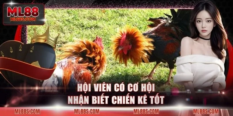 Hội viên có cơ hội nhận biết chiến kê tốt