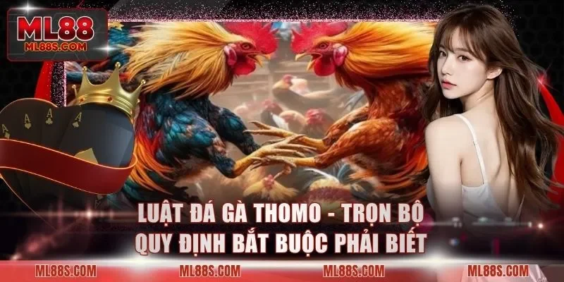 Luật Đá Gà Thomo - Trọn Bộ Quy Định Bắt Buộc Phải Biết