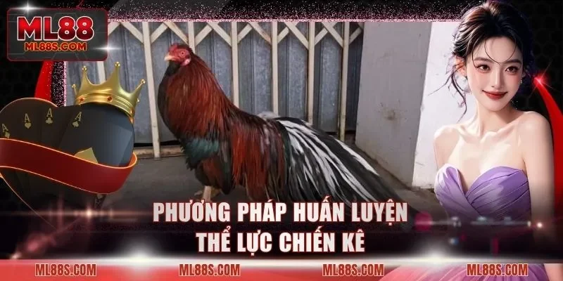 Phương pháp huấn luyện thể lực chiến kê
