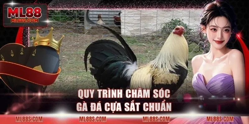 Quy trình chăm sóc gà đá cựa sắt chuẩn