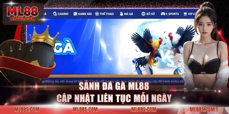 Sảnh đá gà ML88 cập nhật liên tục mỗi ngày