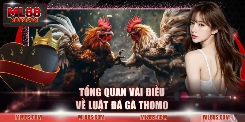 Tổng quan vài điều về luật đá gà Thomo