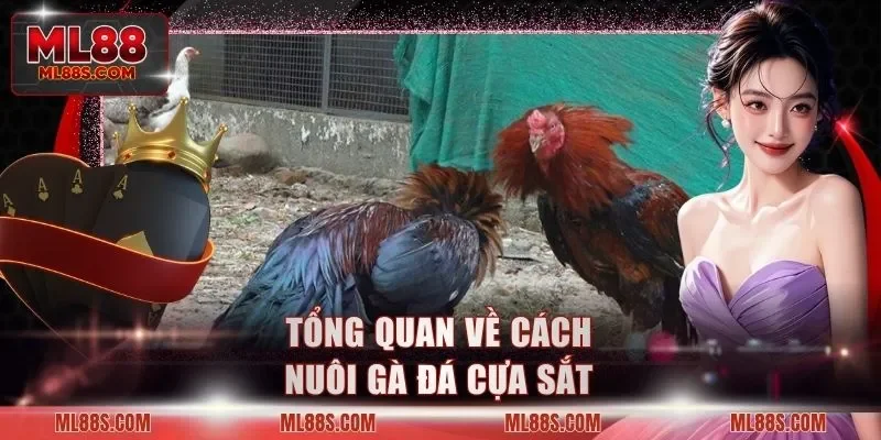 Tổng quan về cách nuôi gà đá cựa sắt